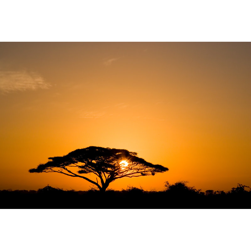 Acacia Tree At Sunrise by Ajsn - Wrapped Canvas Print, 30cm H x 46cm W 