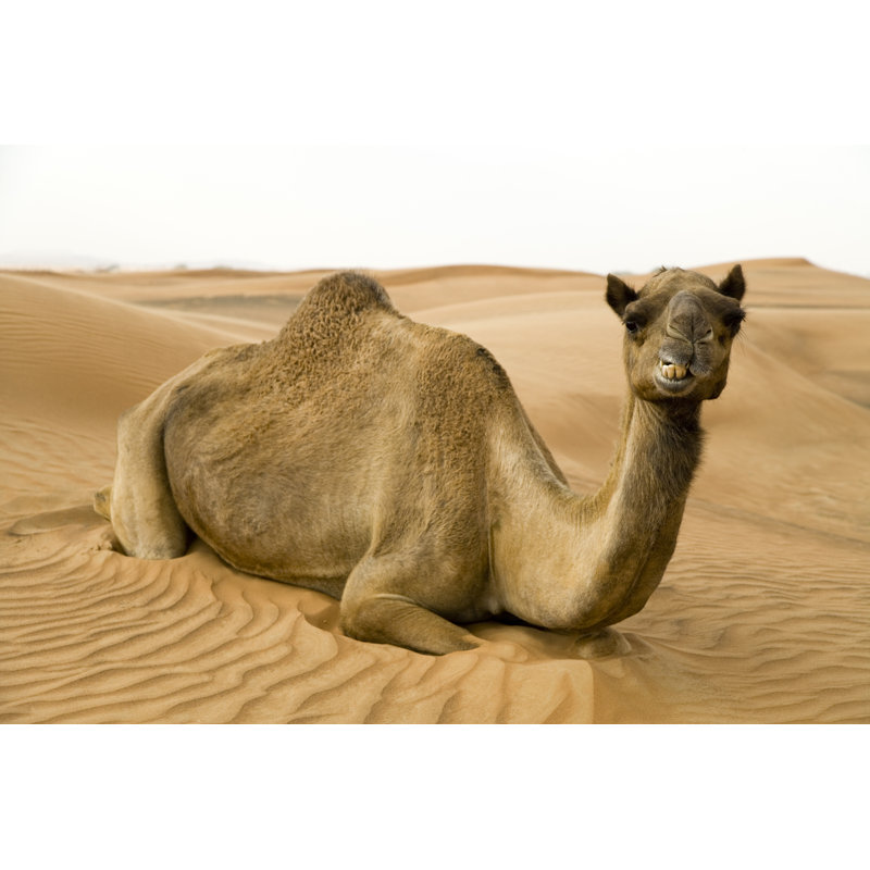 Happy Camel - Wrapped Canvas Print, 81cm H x 122cm W x 3.8cm D