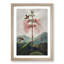 Flowering Plant and Birds by R.J. Thornton - Framed Print-55576148-55576151
