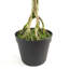 152.4cm Faux Bonsai Plant in Pot Liner