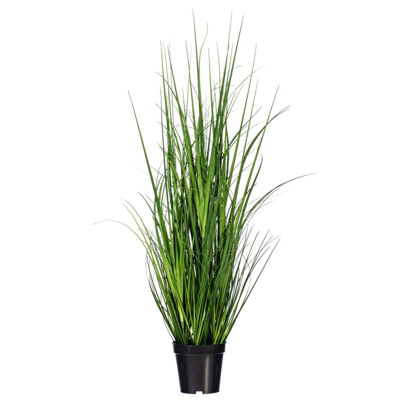 Citronnelle verte en pot 36 po, H 36 po x l 8 po x P 8 po