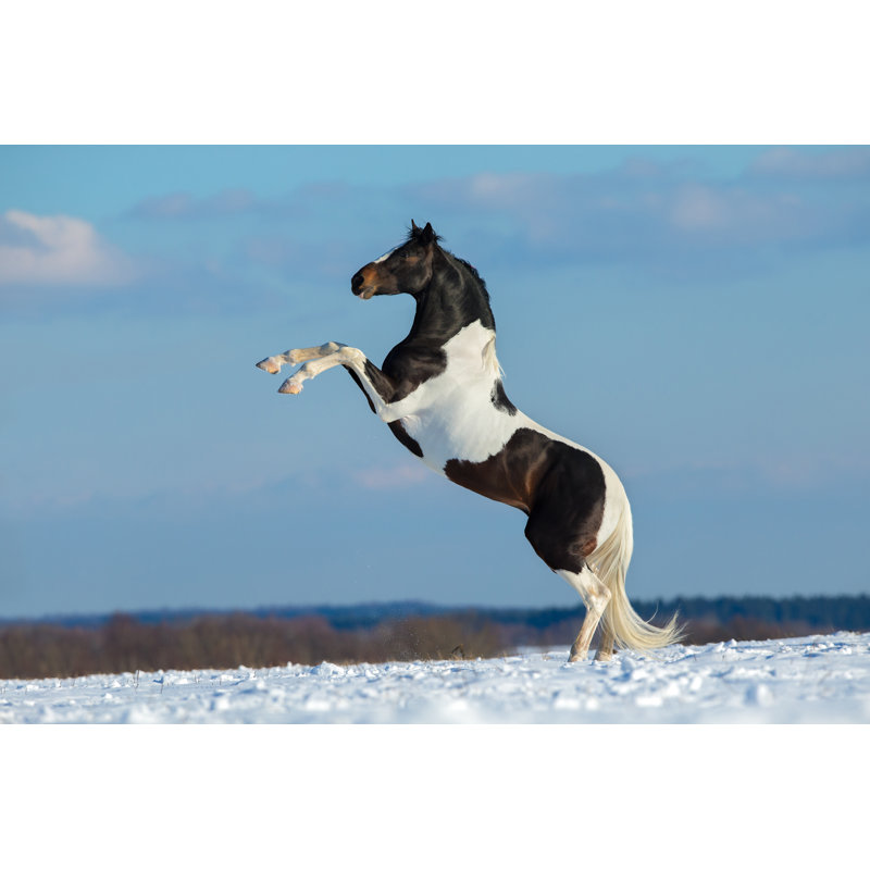 Pinto Horse Stand up - Photographie sur toile tendue, H 8 po x l 12 po