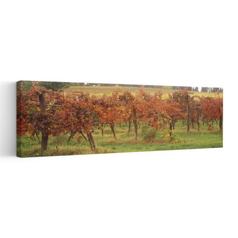 Vineyard On A Landscape Apennines Emilia-Romagna Italy by Pietro Canali - Wrapped Canvas Panoramic Print