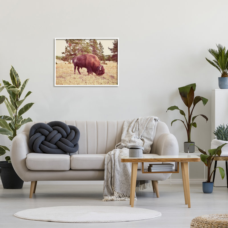 Paysage de nature sauvage de bison sauvage - photographie, H 24 po x l 30 po x P 1,5 po, Giclée encadrée blanc bord de mer