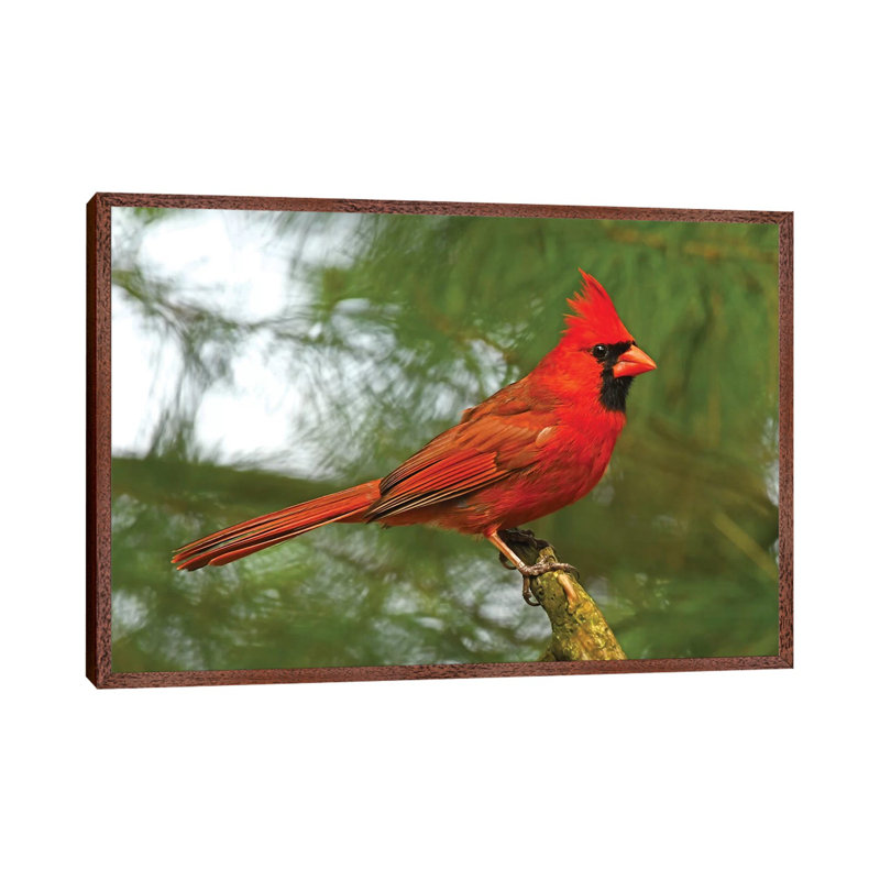 Cardinal Looking Proud 1 Piece Wall Art on Canvas, 45.72cm H x 66.04cm W x 3.81cm D, Classic Brown Wood Framed