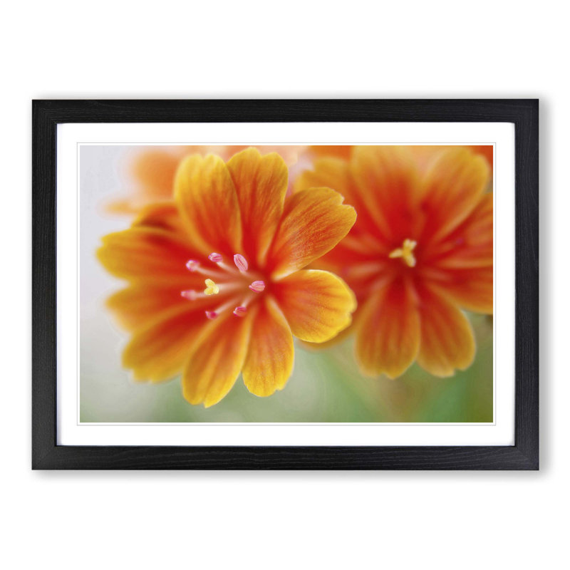 Orange Flowers Framed Photograph - Framed Print, Black