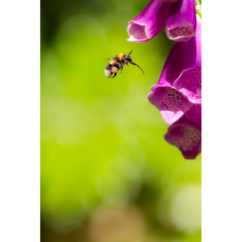 Garmond Bumble Bee by Ian Dyball - Wrapped Canvas Print, 30cm H x 20cm W x 3.8cm D