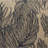 PALMS-TIGER-123249356