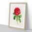 Illustration of a Red Rose - Picture Frame Painting Print-55579590-55579591