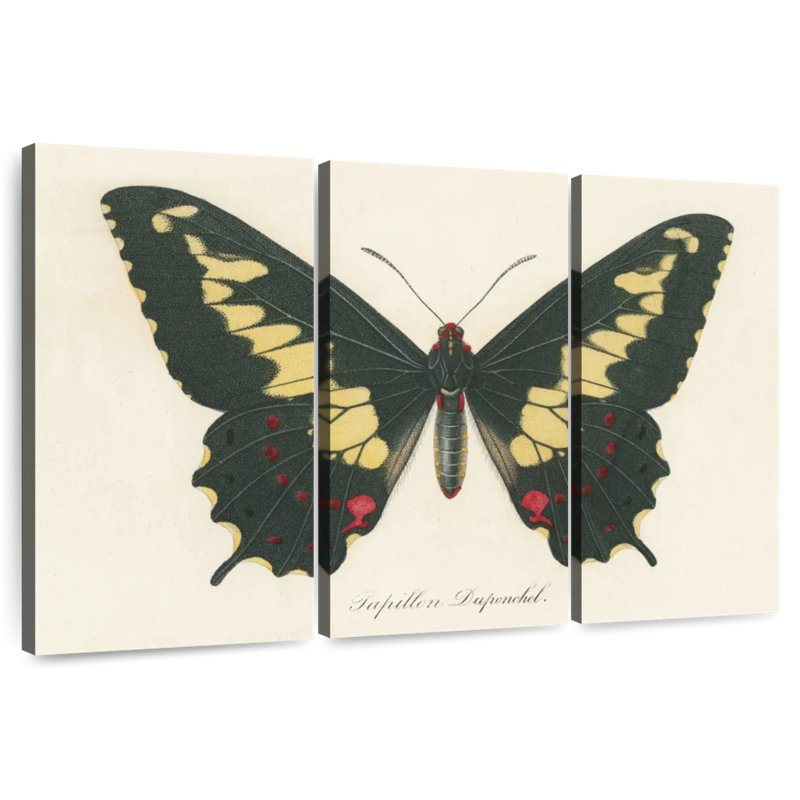Brampt Natures Butterfly VI, H 28 po x l 45 po