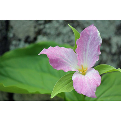 Trillium Trail par Amysart - Photographie sur toile tendue