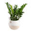 ZZ Plant in Planter