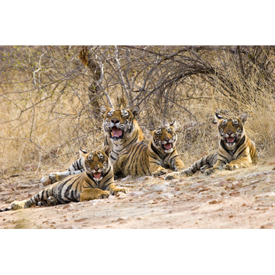 Royal Tiger Family - Wrapped Canvas Print
