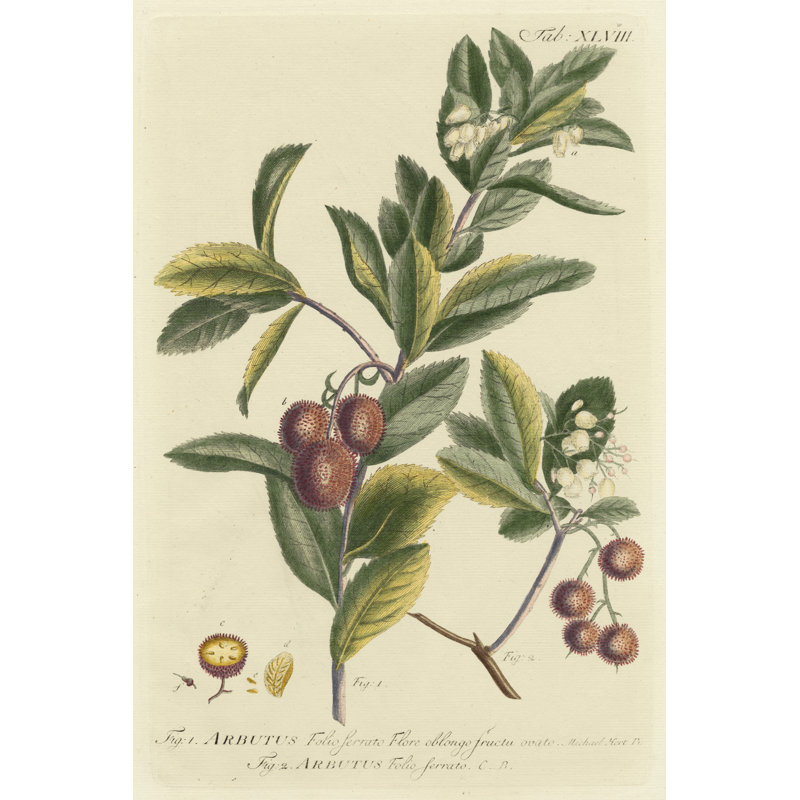 Miller Foliage & Fruit I by Phillip Miller - Wrapped Canvas Print, 46cm H x 30cm W x 3.8cm D