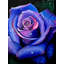 Belle rose avec des gouttelettes | Acrylique sur papier | Décoration murale