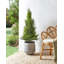 Faux Cedar Tree in Plastic / Acrylic Planter-285277400