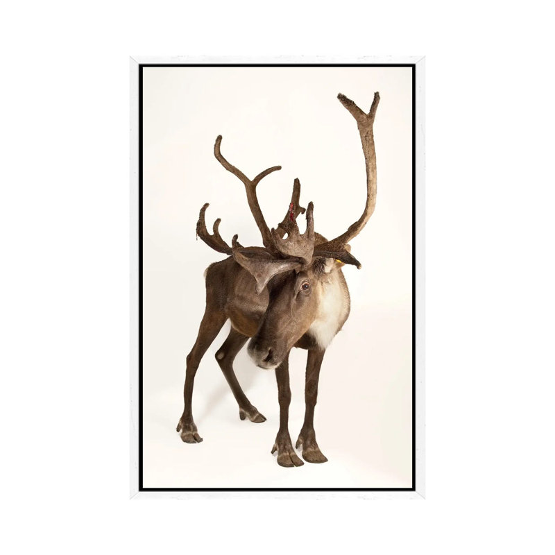 A Federally Endangered Woodland Caribou At New York State Zoo II by Joel Sartore - Gallery-Wrapped Canvas Giclée on Canvas