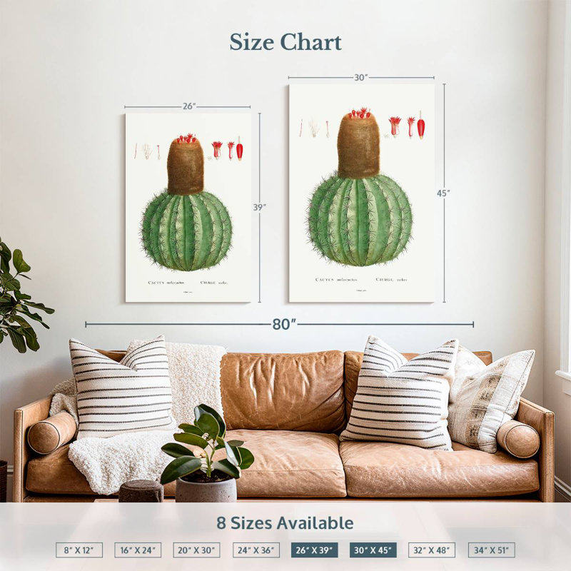 Harnek Cactus Melocactus Image From Histoire Des Plantes Grasses, 39" H x 26" W