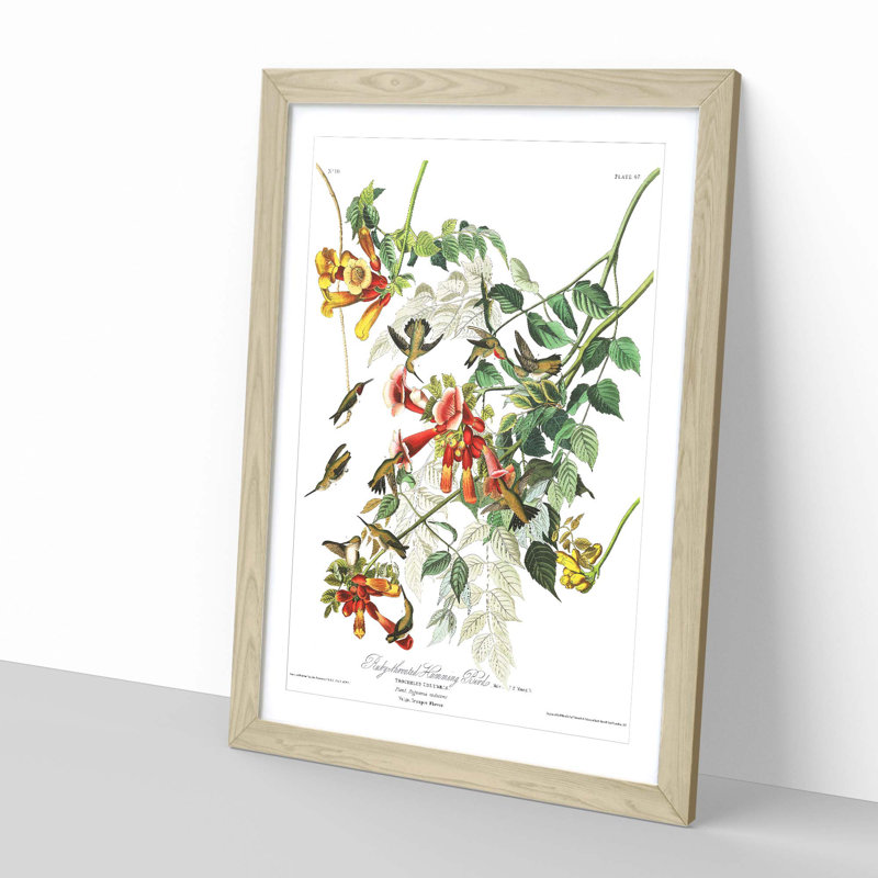 John Audubon - Single Picture Frame Print, Oak