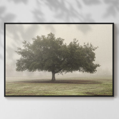 Arbres dans le brouillard II