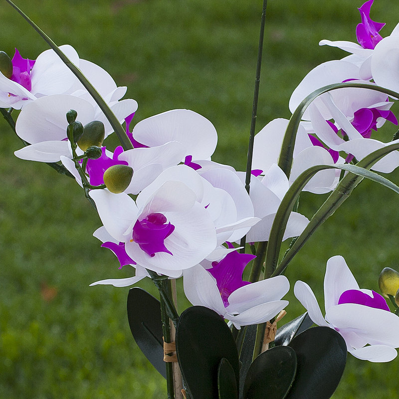 Orchid Arrangement in Pot