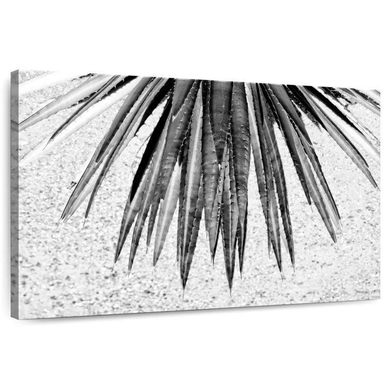 Harnek noir Arizona - Aloe Vera, H 16 po x l 24 po