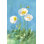 " White Poppies II " by Danhui Nai Painting Print