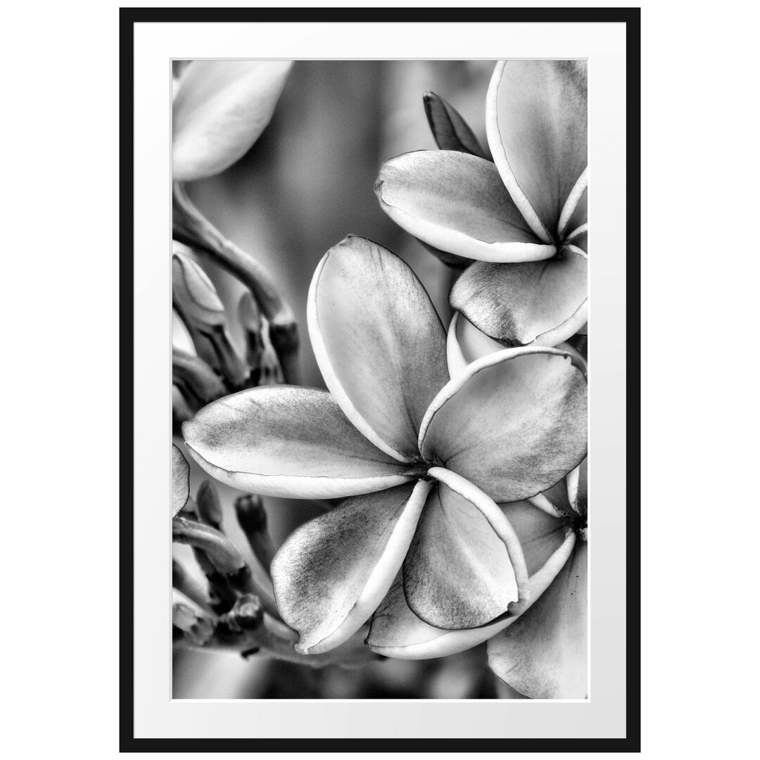 Monoi Blumen auf Hawaii Gerahmter Fotokunstdruck Poster