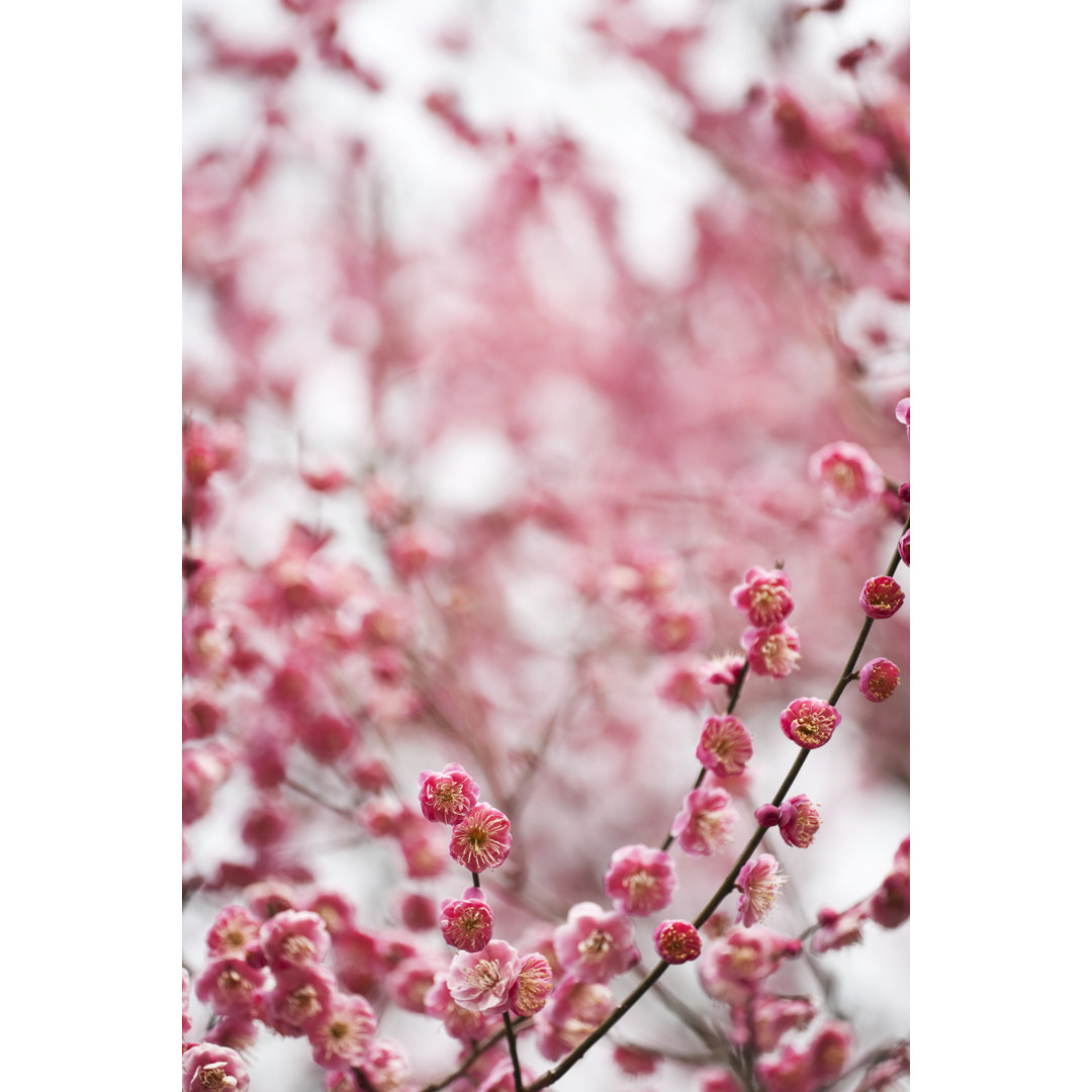 Rote Pflaumenblüten von Ooyoo - Druck auf Leinwand ohne Rahmen