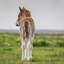 « purebred islandaise foal i », reproduction de photo sur toile tendue-20158516-72597520-72597521