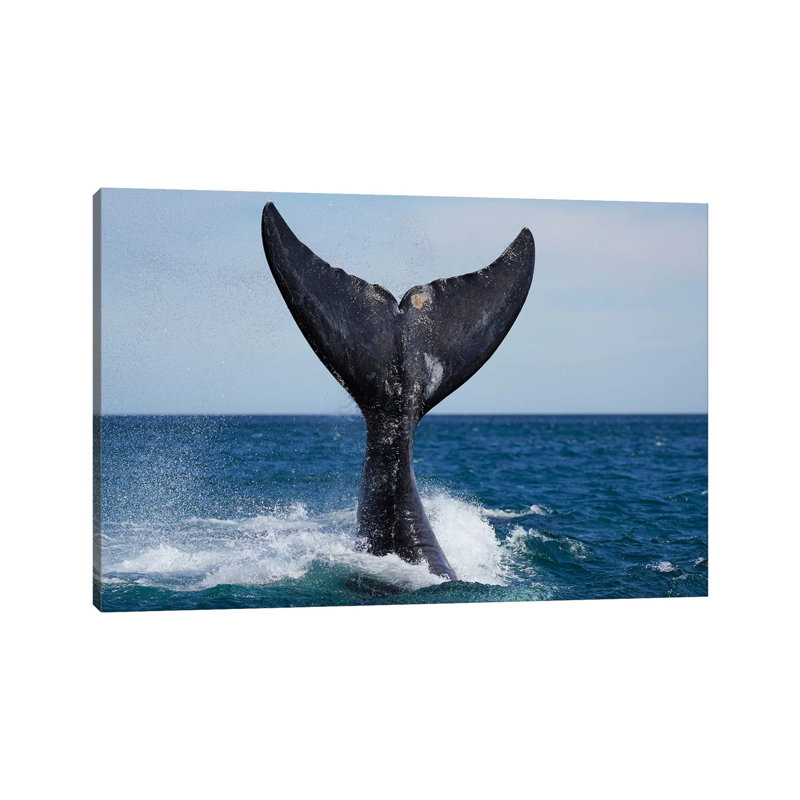 Southern Right Whale Tail Slapping, Peninsula Valdez, Argentina I by Hiroya Minakuchi - Wrapped Canvas Print