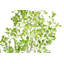 ARBRE FICUS HEART GROWER 7 PIEDS