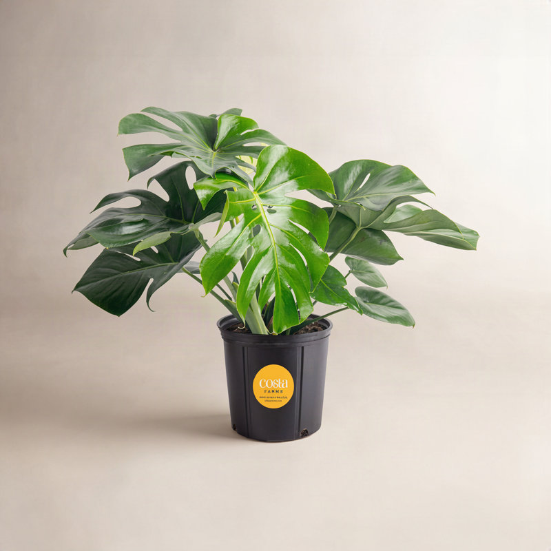 Costa Farms Indoor Philodendron Monstera Deliciosa House Plant in 10-inch Nursery Pot