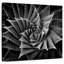 Harnek BW Succulent I-109373231