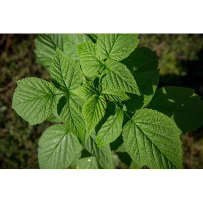 Nantahala Raspberry Plant - Live Plant in a 2 Inch Pot - Rubus - Grow Your Own Fruits - Garden Or Patio