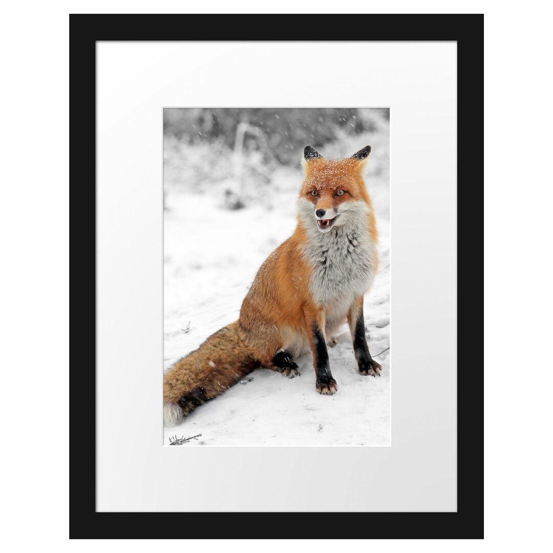 Gerahmtes Poster Angespannter Fuchs im Schnee