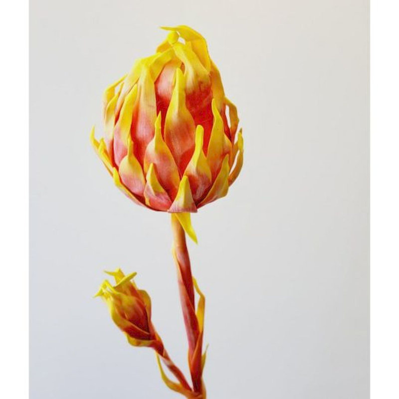 Tige de fleur de cactus