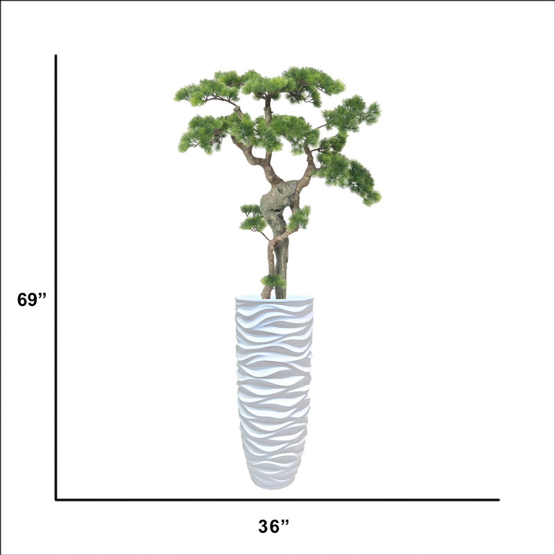 Bonsaï de beauté 68,5 po H