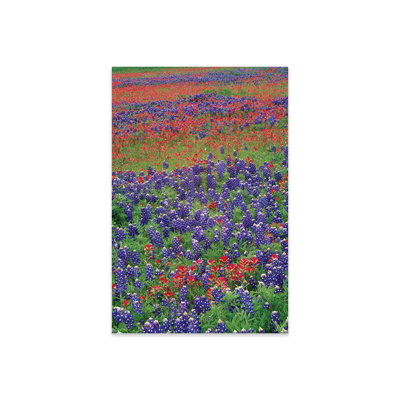 " Sand Bluebonnet and Paintbrush Flowers, Hill Country, Texas III " Graphic Art Print