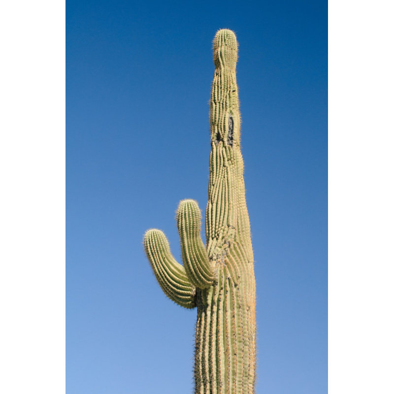 Buckeye, Arizona 7 Print by August Studios