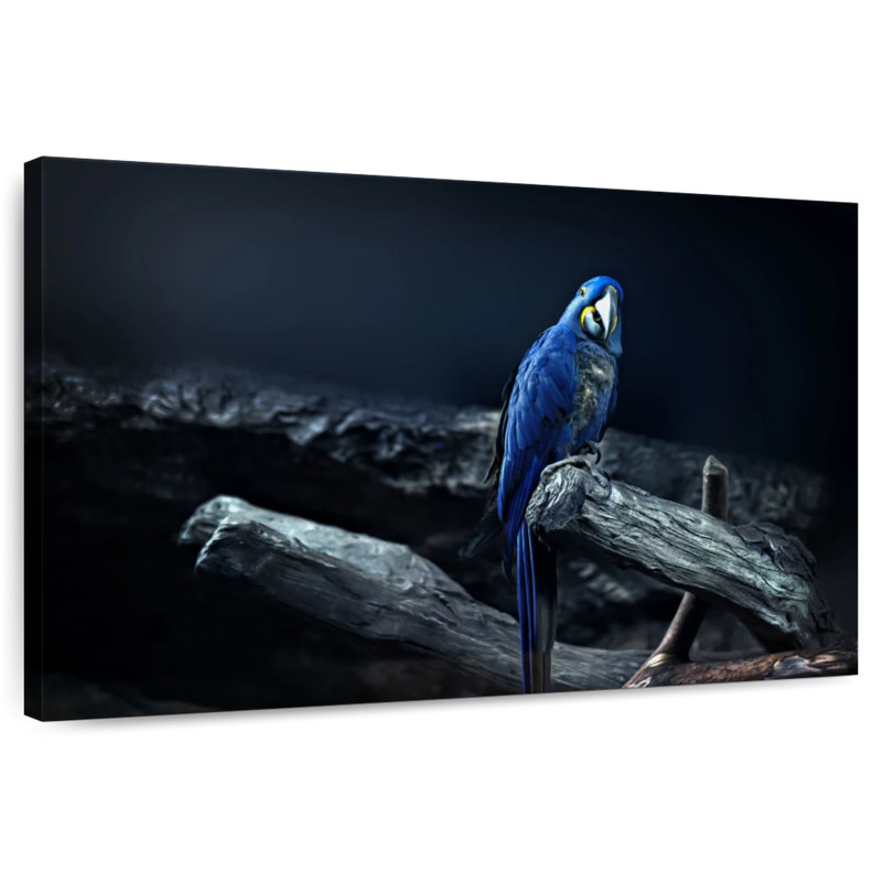 Brampt Hyacinth Macaw, 34" H x 51" W