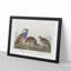 Partridge Birds by John Audubon - Framed Print-55616599-55616602