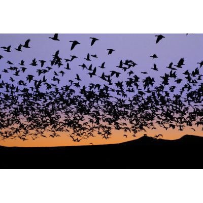 Bosque Birds - Wrapped Canvas Print