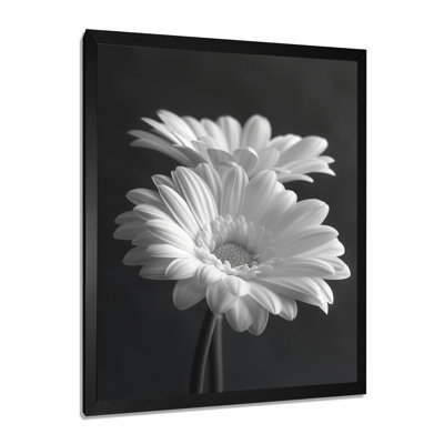 Monochrome Black And White Bliss Daisy Photo I - Daisies Wall Art Print