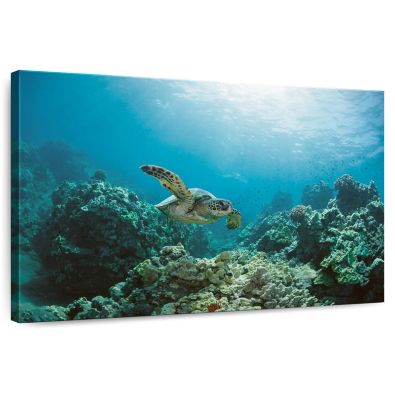 Tortue de mer Brampt à Maui, H 30 po x l 45 po