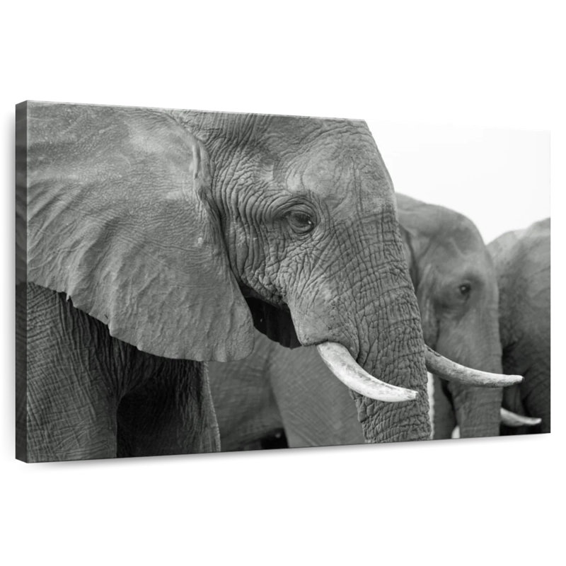 Brampt Elephant Ivory Tusks