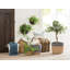 Lucian Box - Set of 3