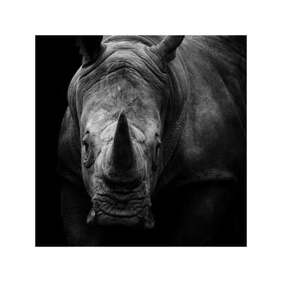 Rhino In Black & White by Lukas Holas - Wrapped Canvas Print