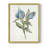 Blue Tulip Picks I Framed Print - Solid Wood-2103055005