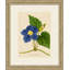 Radiant Floral 9 Print